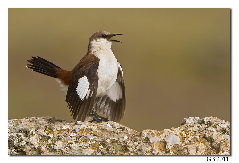 WHITE-BELLIED CINCLODES